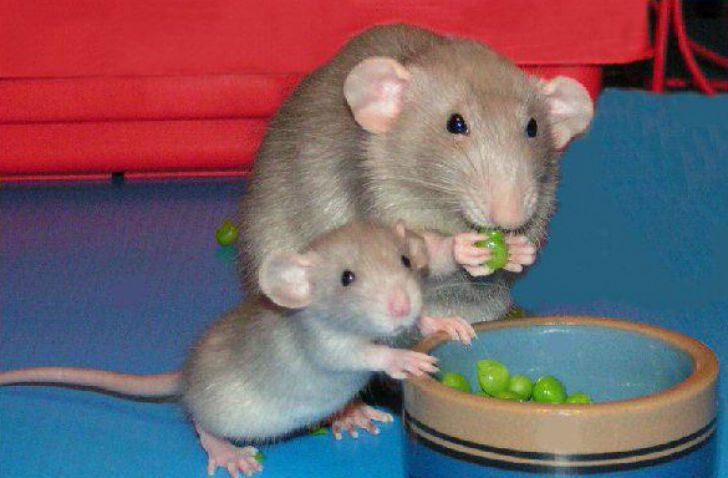 Живут ли вместе крысы и мыши